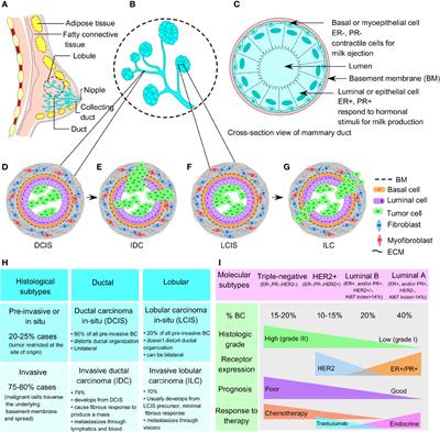 Breast Cancer Stem-Like Cells in Drug Resistance: A Review of Mechanisms and Novel Therapeutic Strategies to Overcome Drug Resistance